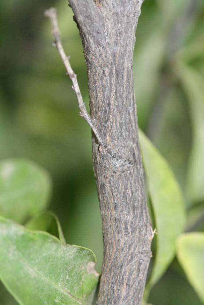              Second - third year twig (Riverside, CA)       